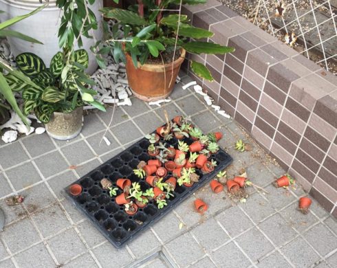 植物に襲われる夢見たんだろうな、きっと 笑笑