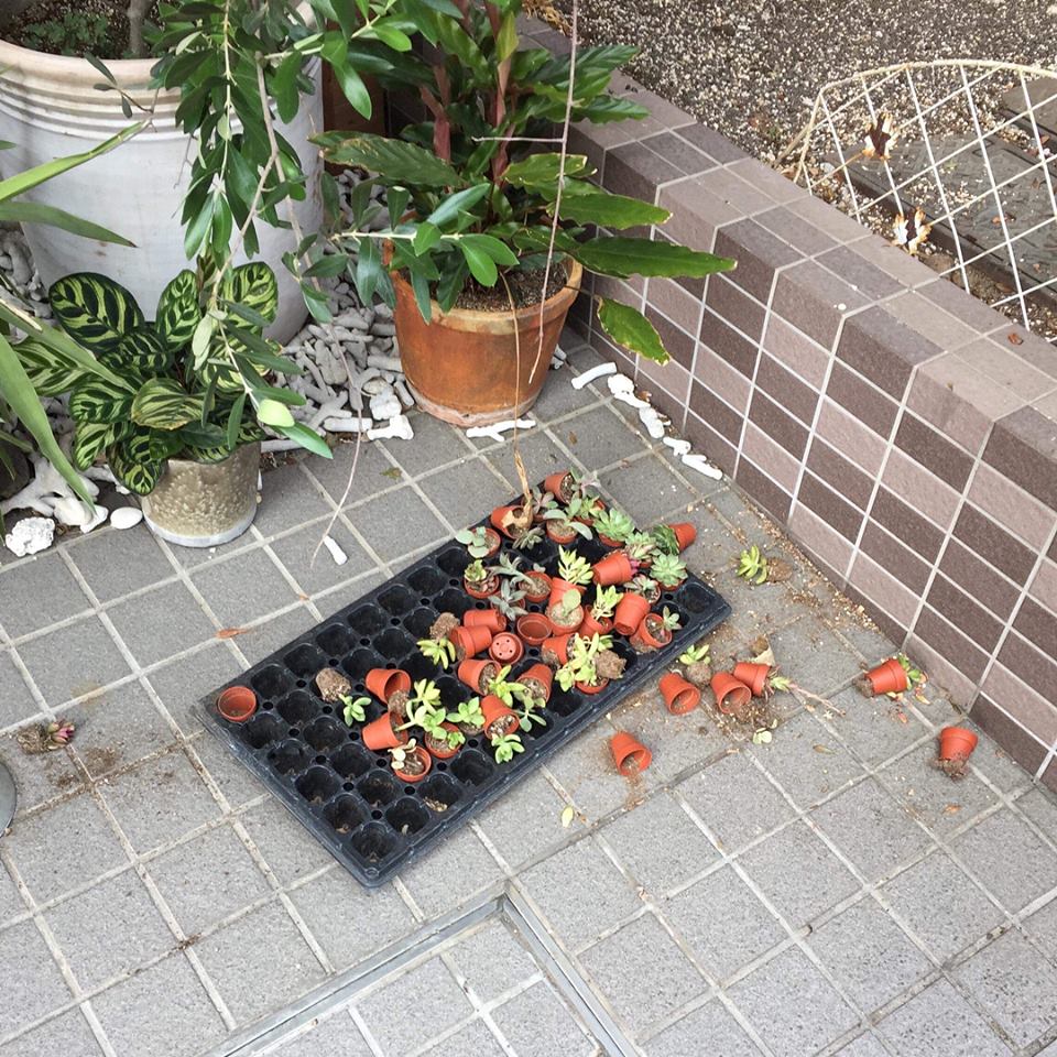 植物に襲われる夢見たんだろうな、きっと 笑笑
