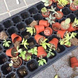 植物に襲われる夢