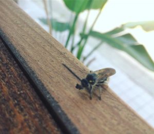 本日も火曜日も元気に営業しております。